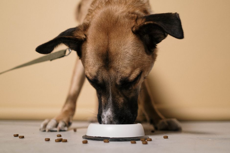 dog eating bowl (cottonbro studio)