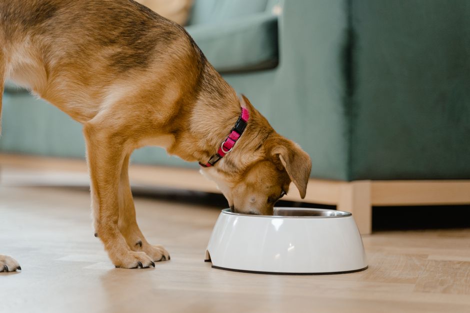 dog eating bowl (MART  PRODUCTION)